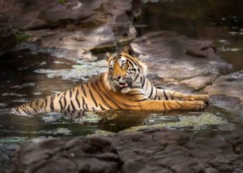 International Tiger Day 2026: भारत में बाघों की बढ़ती संख्या बनी दुनिया के लिए मिसाल, जानिए क्यों खास है टाइगर डे